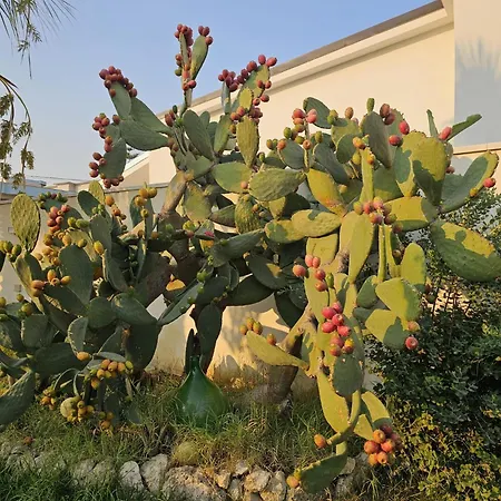 Minoa Relax Affittacamere *